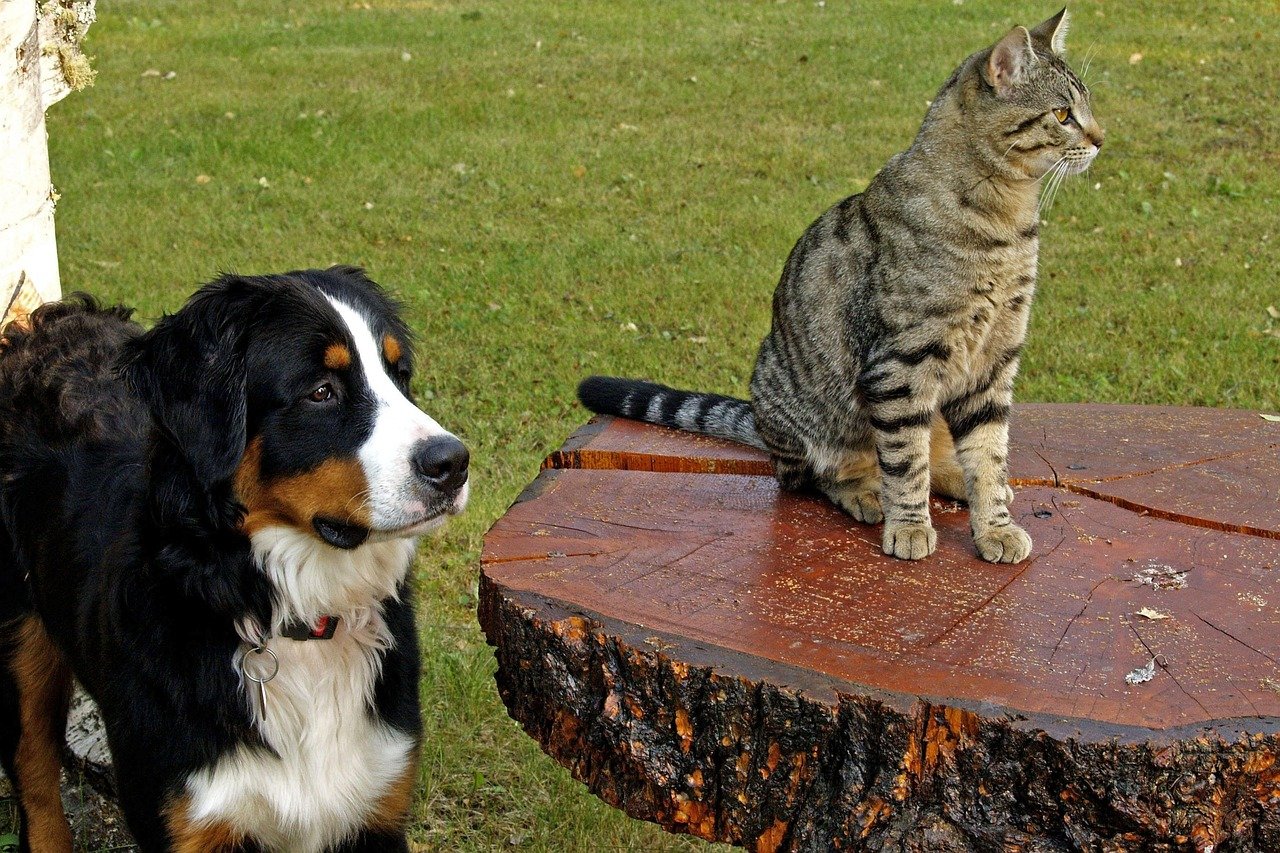 Service de garde d'animaux